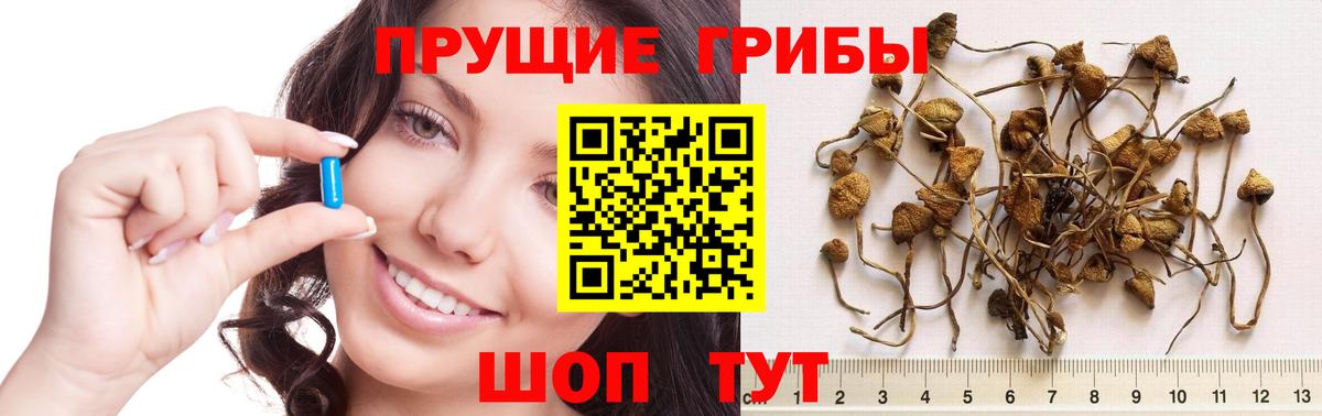 Галлюциногенные грибы MAGIC MUSHROOMS Моздок